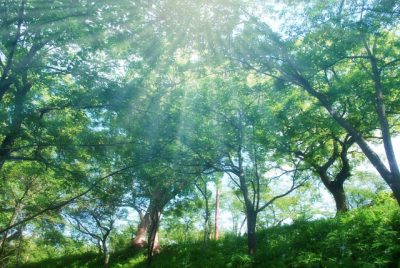 ナチュレ恵み、オリゴ糖、紅茶の効果は絶大だった